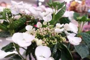 アジサイ入荷しています。｜「フタバ花園」　（徳島県名西郡石井町の花キューピット加盟店 花屋）のブログ